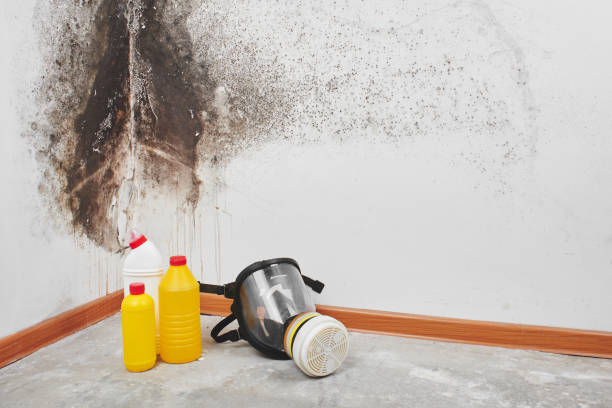 Best Localized Mold Remediation (e.g., coastal areas, humid climates) in Pigeon, MI