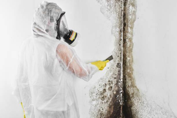 Best Industrial Mold Remediation in Pigeon, MI