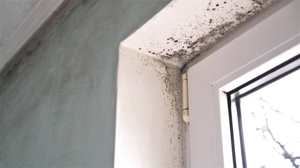 Best Bathroom Mold Remediation in Pigeon, MI