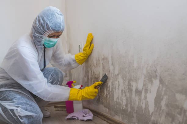 Best Attic Mold Remediation in Pigeon, MI
