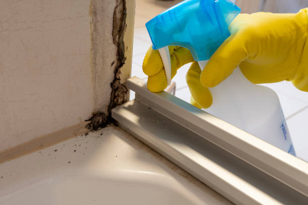 Best HVAC Mold Remediation in Pigeon, MI