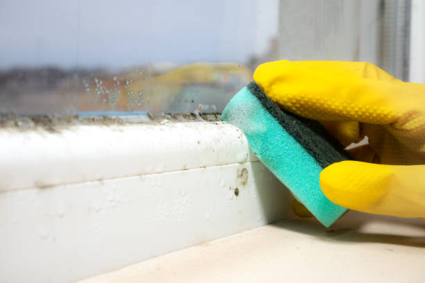 Best Mold Remediation for Schools in Pigeon, MI