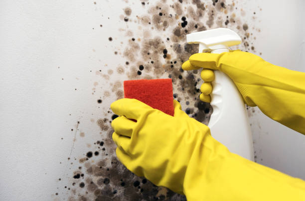 Best Emergency Mold Remediation in Pigeon, MI