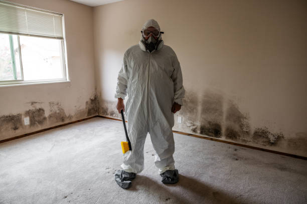 Best Localized Mold Remediation (e.g., coastal areas, humid climates) in Pigeon, MI